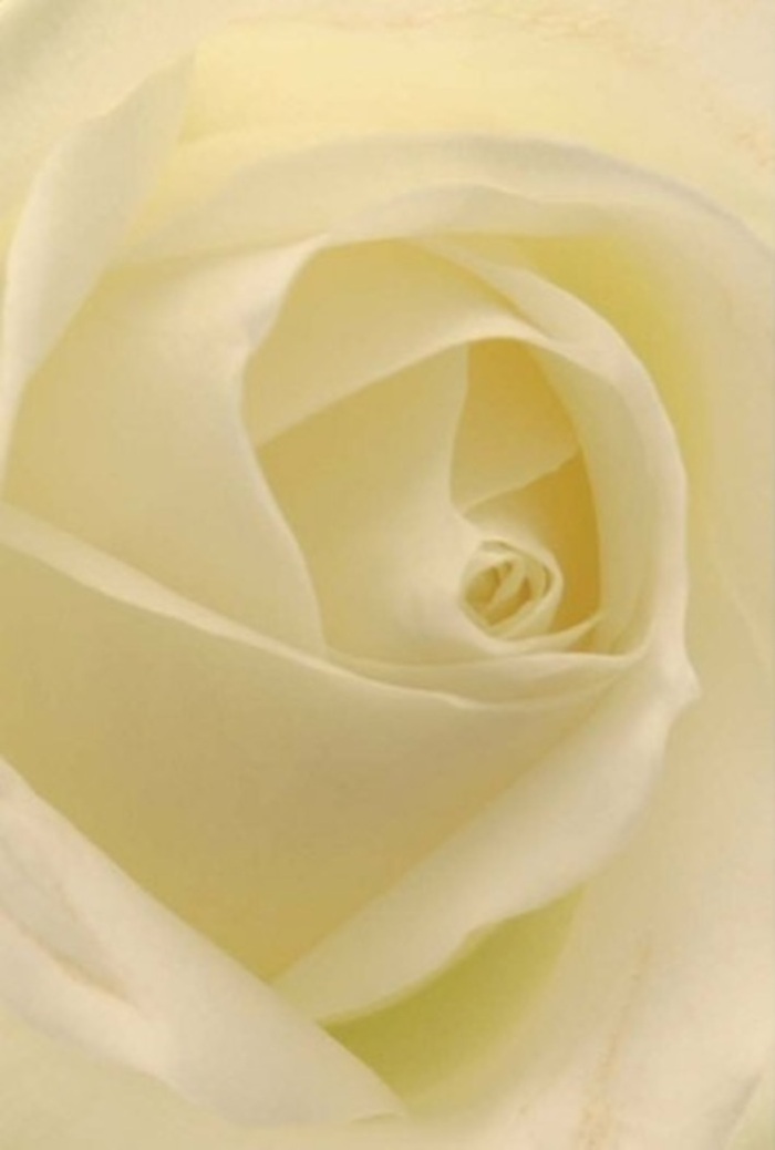 Examining this classic rose up close, one is drawn into the seamless blend of creamy white and ivory petals, each curve glowing softly as though lit from within-a reminder of the subtle beauty found in Stamford Hill's quiet gardens. The petals form an intricate, spiral core with flawless edges, their surface alternating between matte softness and creamy luminosity. Daylight filters tenderly across the bloom-much like the morning sun shining over the gentle green of Abney Park-revealing delicate shadows in every fold. The arrangement exudes a sense of peace and sophistication, whether intended for an intimate wedding at a local synagogue, an anniversary dinner, or a heartfelt apology. As a Stamford Hill florist, I appreciate how the nuanced gradations of pale cream and snow-white impart a message of purity and quiet resilience. The rose's arrangement, detailed yet graceful, speaks to expert hands and thoughtful design-attributes that define the floral artistry cherished by this community. Its barely-there fragrance fills the imagination with calm, promising consolation or celebration across north London streets.